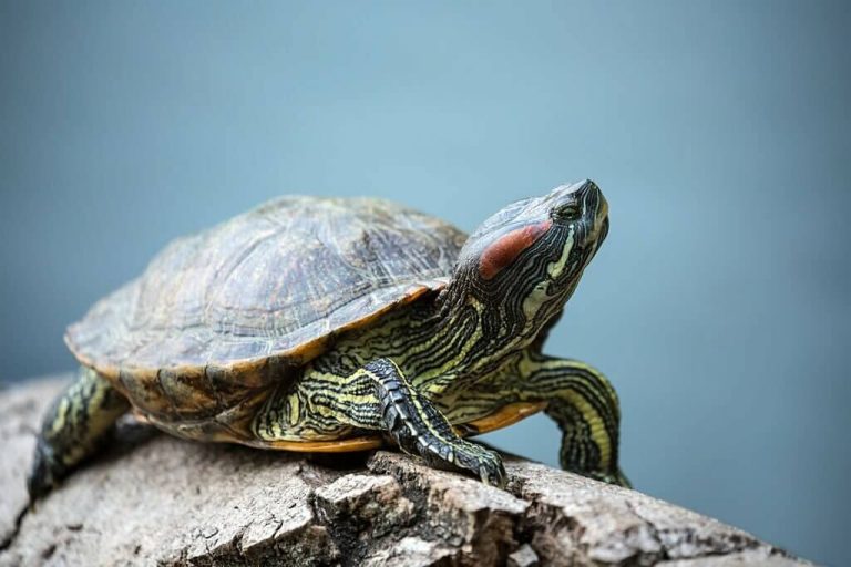 why is my turtle head twitching
