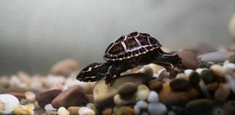 why is my turtle hiding under rocks