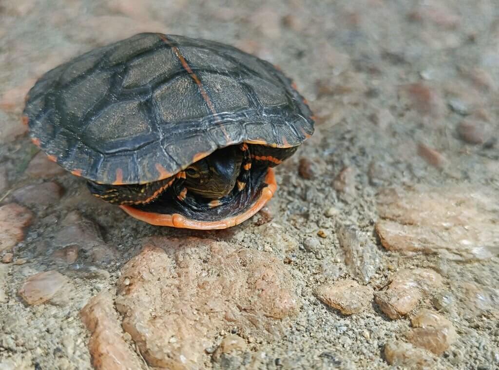 why is my turtle suddenly scared of me