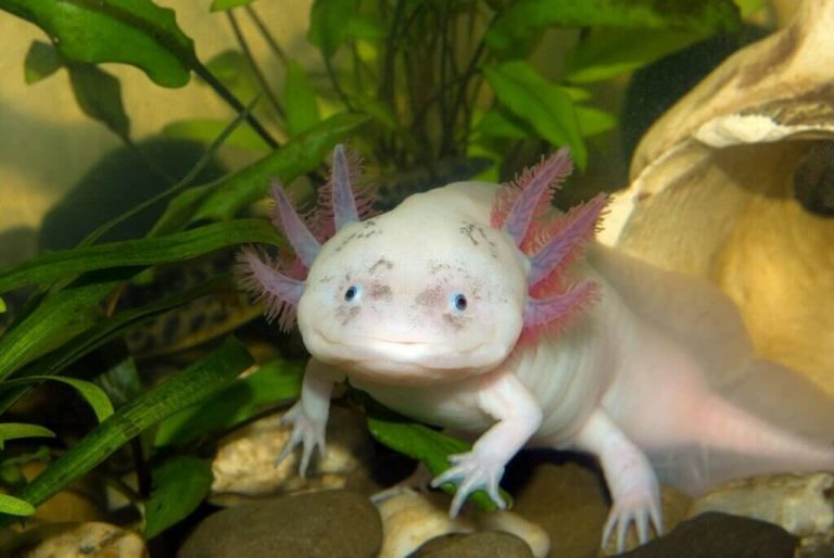 can turtles and axolotls live together