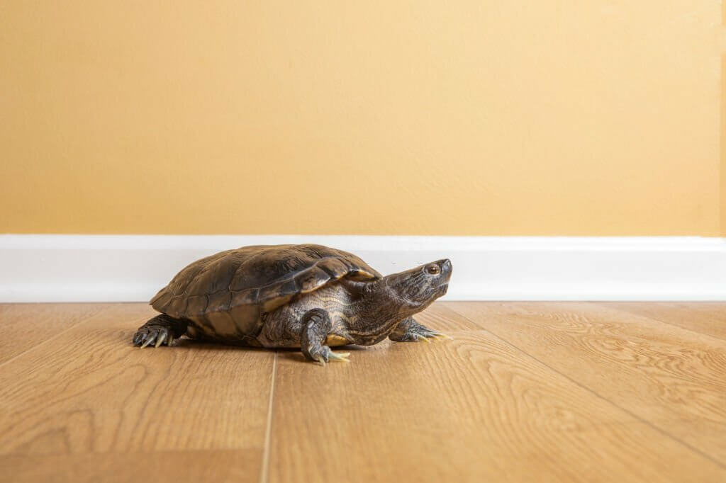 can turtles be eaten