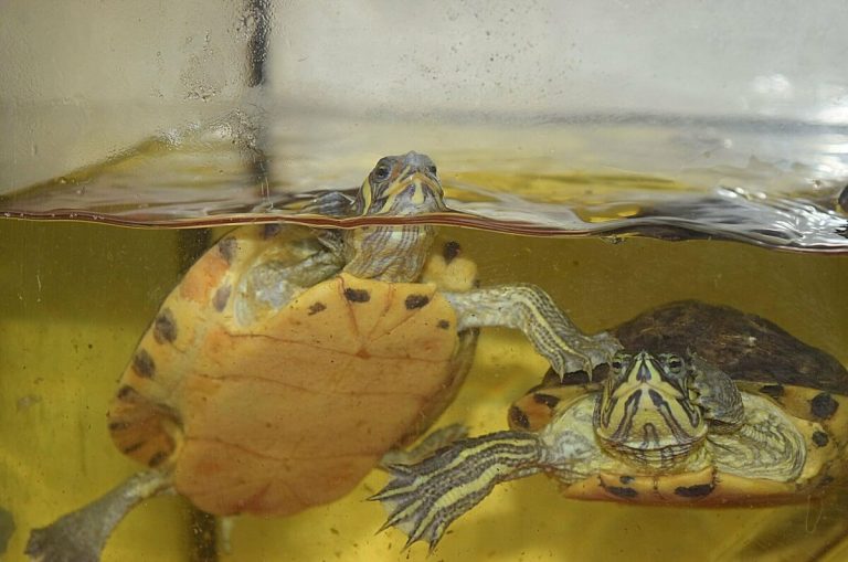can turtles climb out of tanks