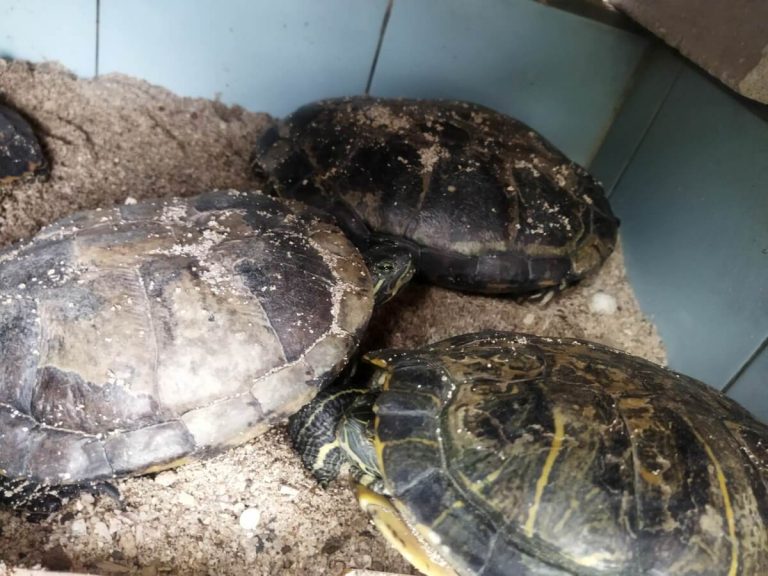 do pet turtles hibernate