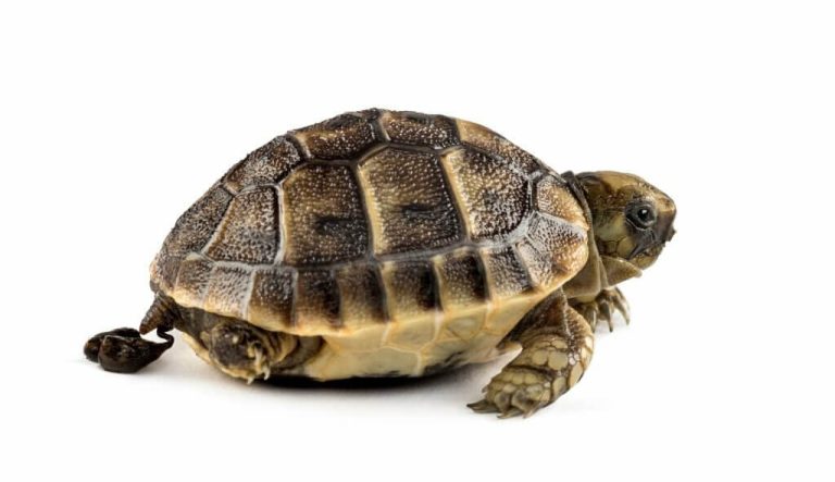 do turtles eat their own poop