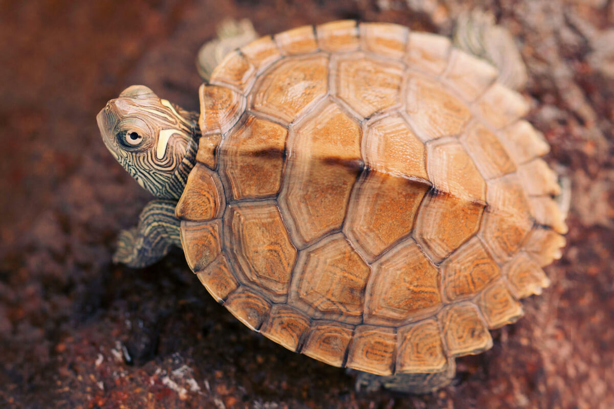 do turtles have good memory