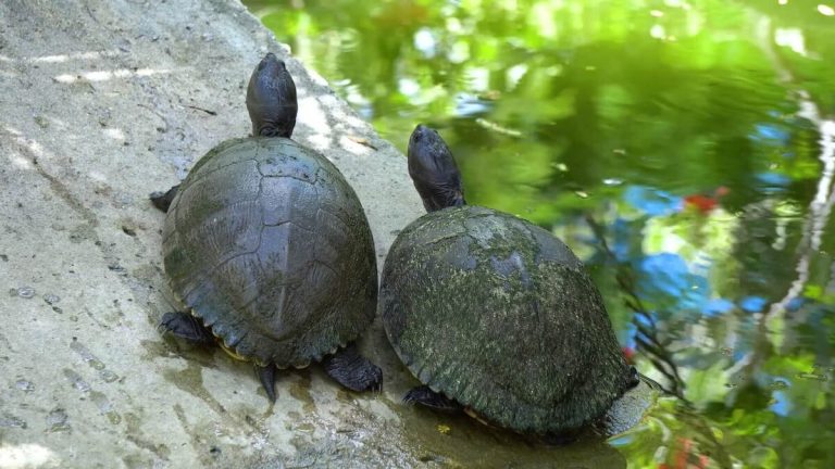 do turtles kiss