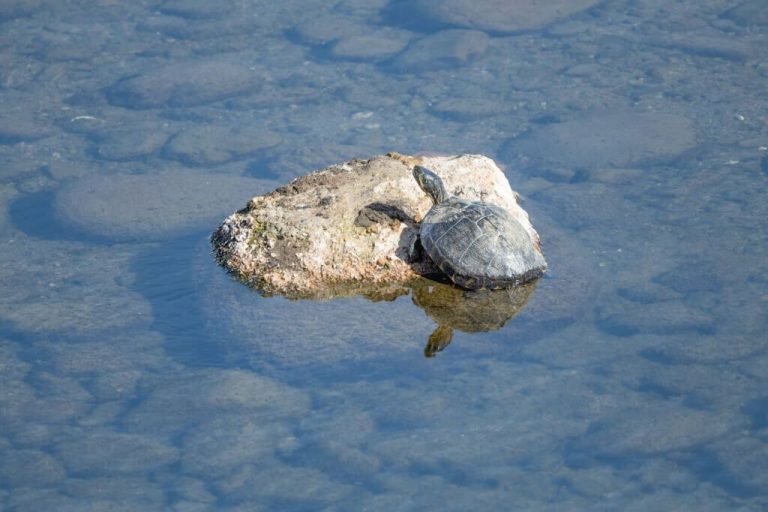 do turtles need light 24 hours a day