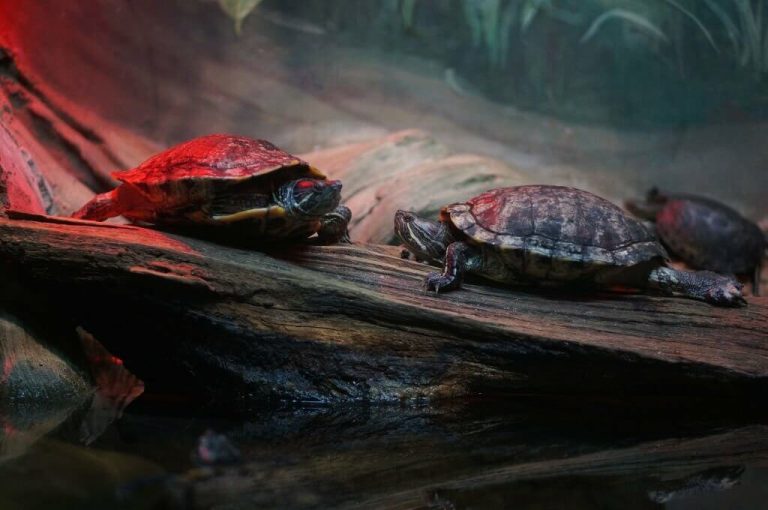 how long can a turtle survive without a heat lamp