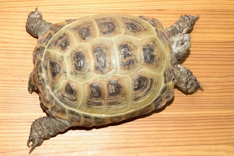 what happens if turtle dies in home
