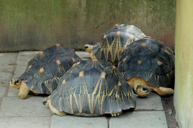 what is turtle pyramiding