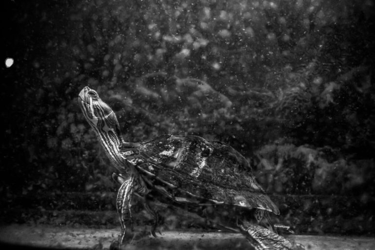 why do turtles hate black color