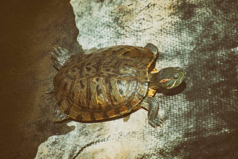 why is my turtle rocking back and forth