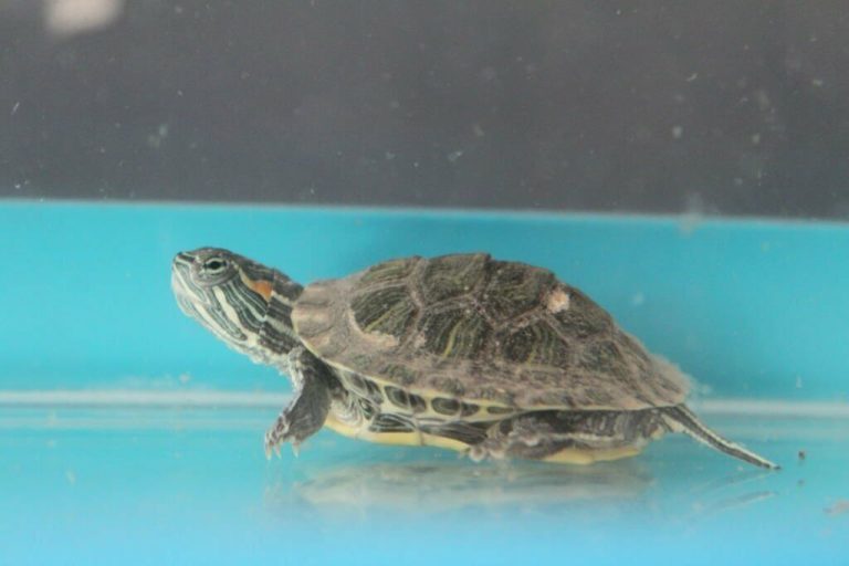 why is my turtle sitting on the bottom of the tank
