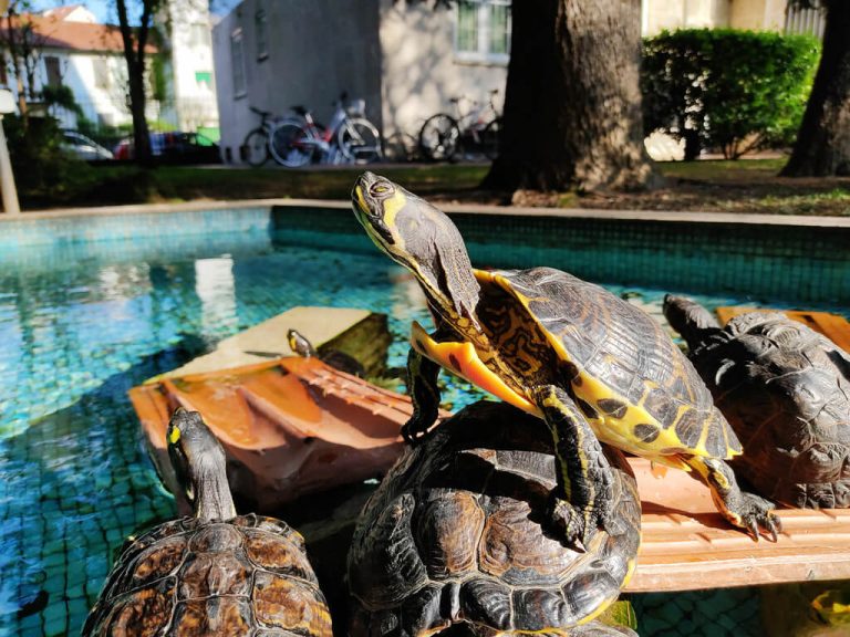 why won't my turtle open his eyes