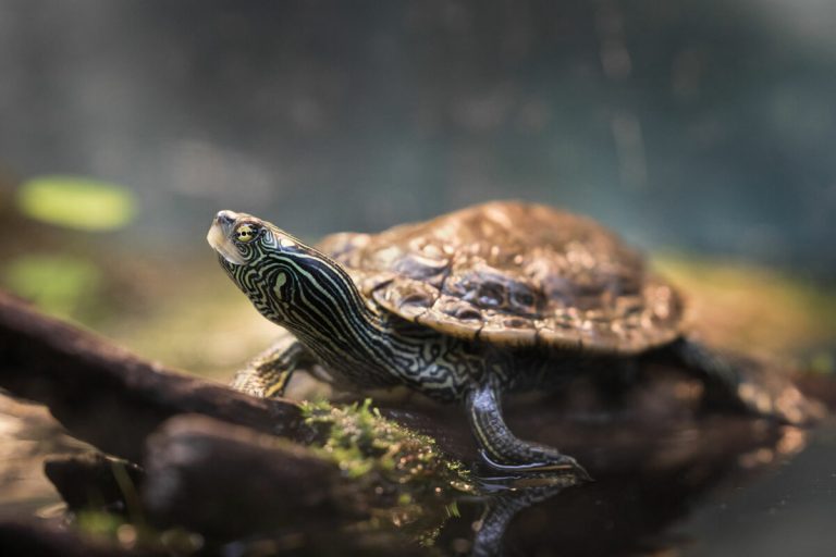 are map turtles aggressive