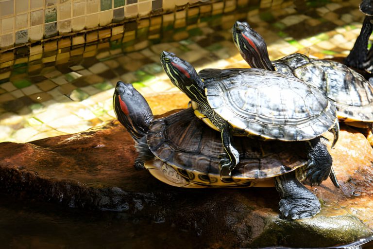 are red eared sliders invasive