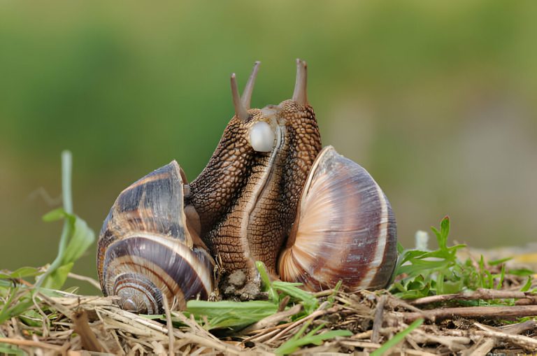 best snails for turtle tank