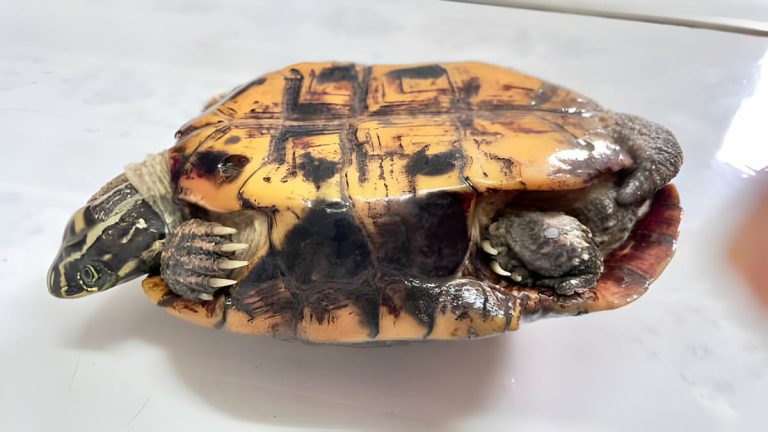can a turtle be euthanized