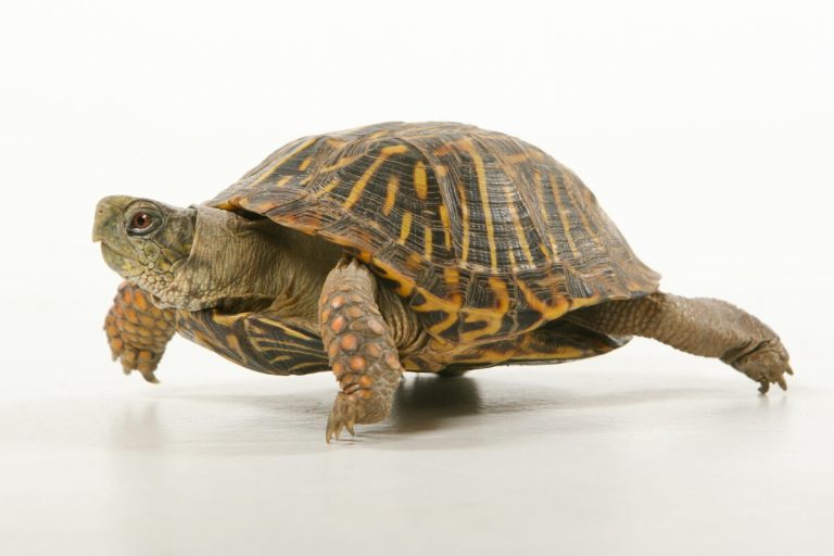 can box turtles swim