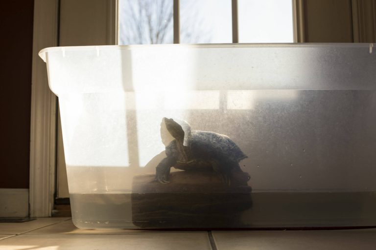 can i have a turtle tank with no filter