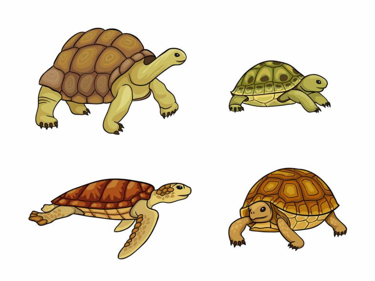 can turtles and tortoises breed