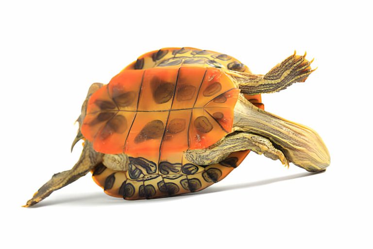 can turtles breathe upside down