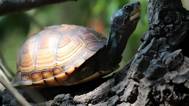 can turtles climb trees