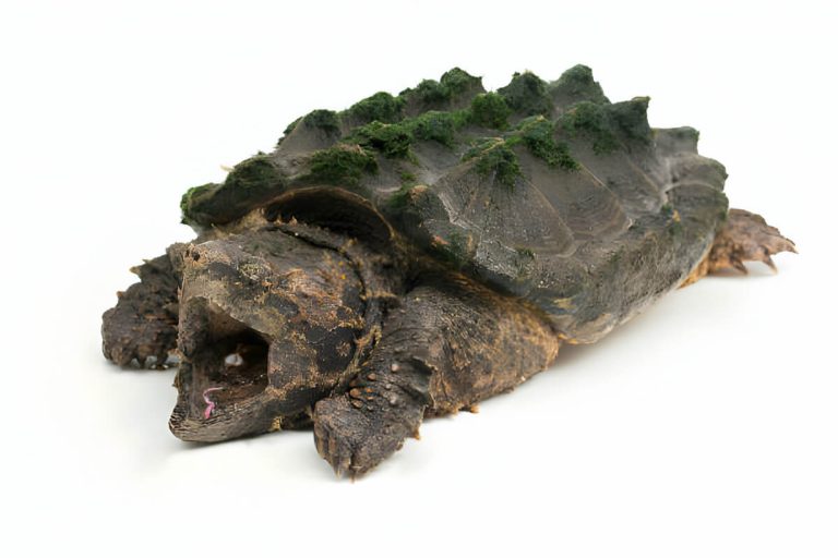 can you keep an alligator snapping turtle as a pet