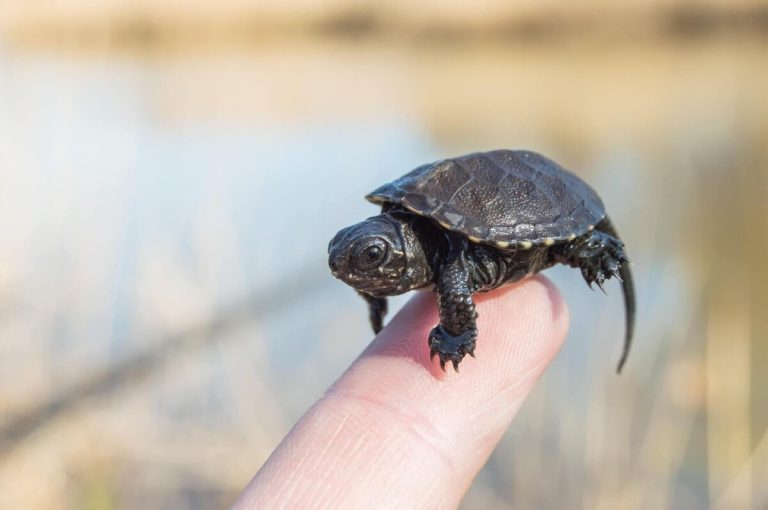 do musk turtles stink