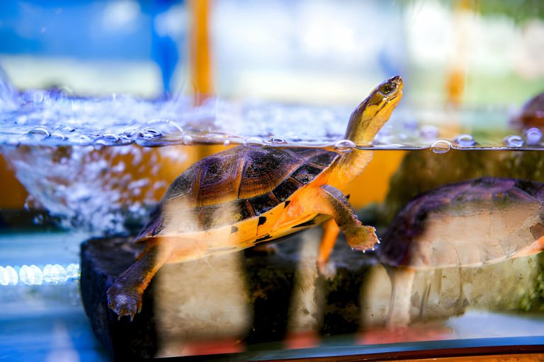 do turtle tanks need air pump