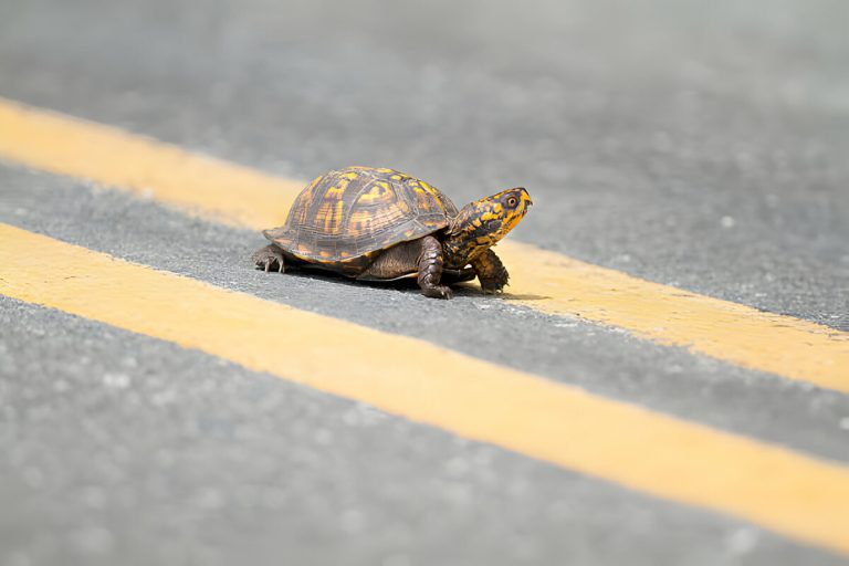 do turtles die if you move them