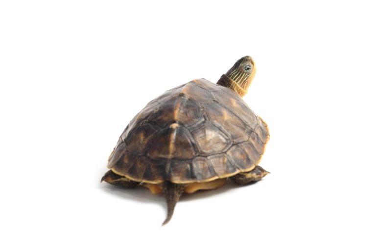 do turtles fart