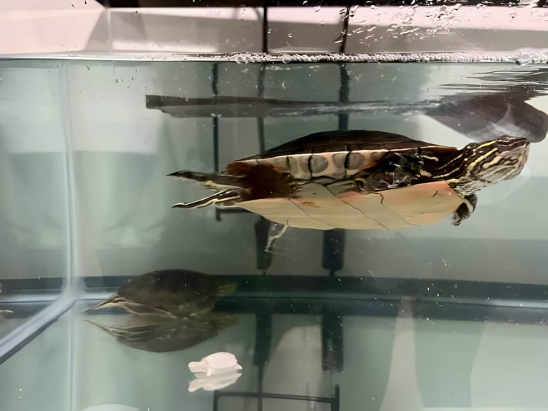 do turtles grow to the size of their tank