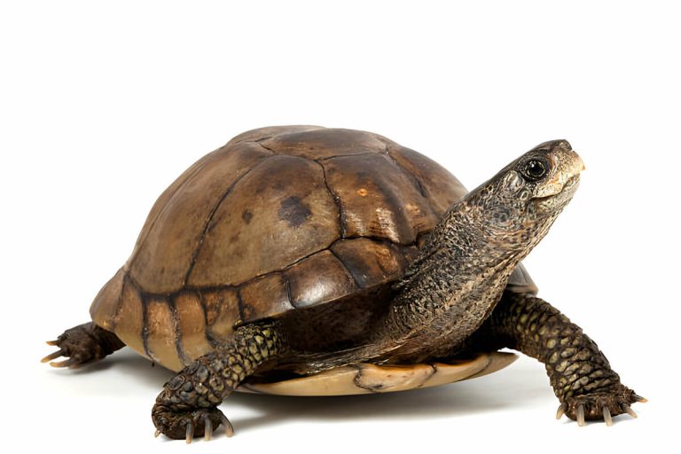 do turtles have nipples