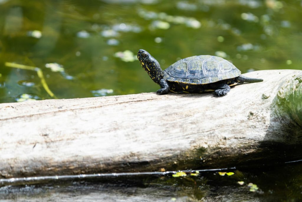 Do Turtles Need A Dock? Turtle Pet Guide