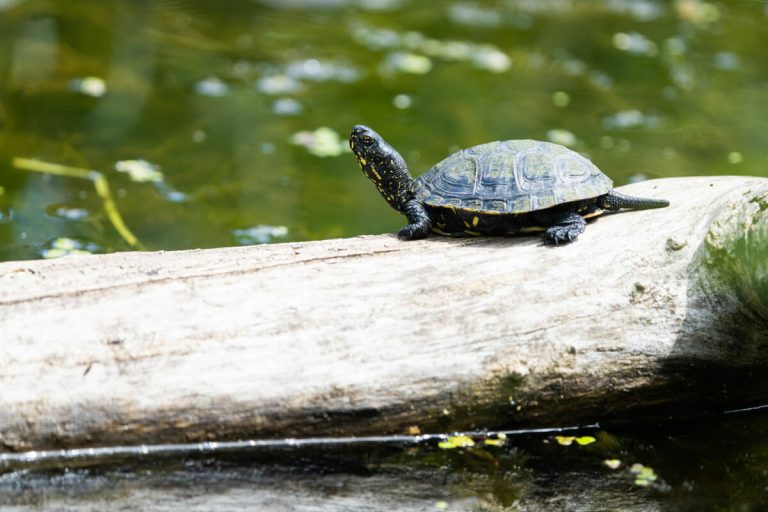 do turtles need a dock