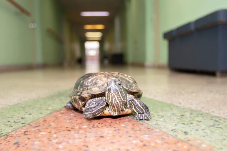 does turtle pee smell
