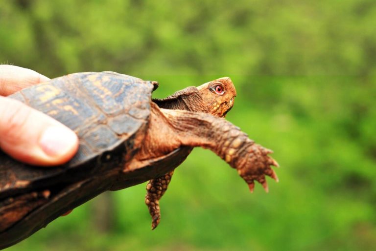 how big do box turtles get