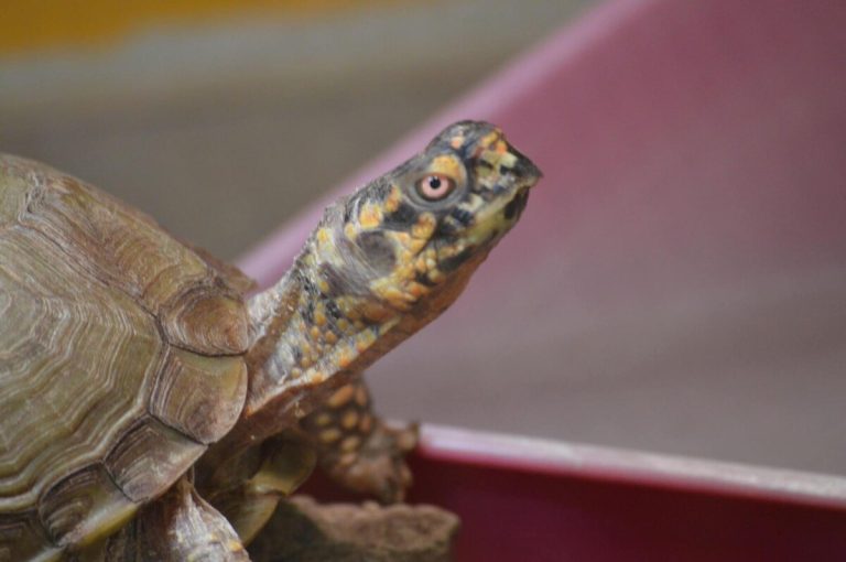 how big of a tank do you need for a box turtle