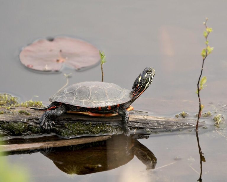 how do you know if a turtle is underfed