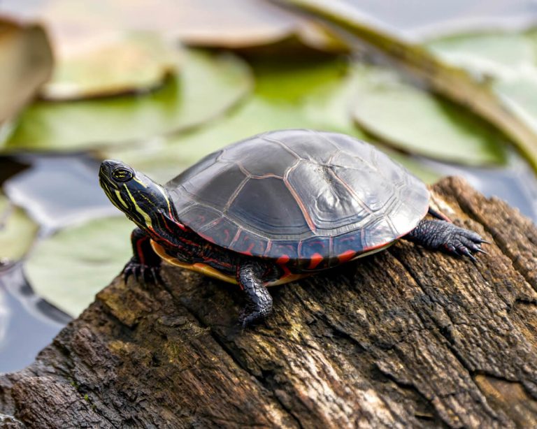 how fast do painted turtles grow
