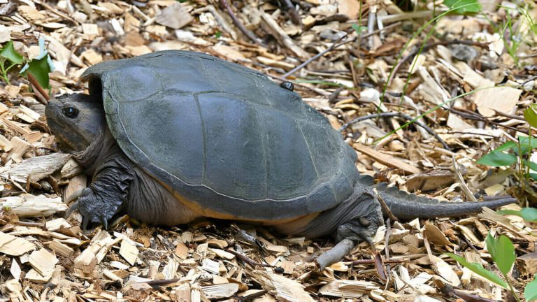 how fast do snapping turtles grow