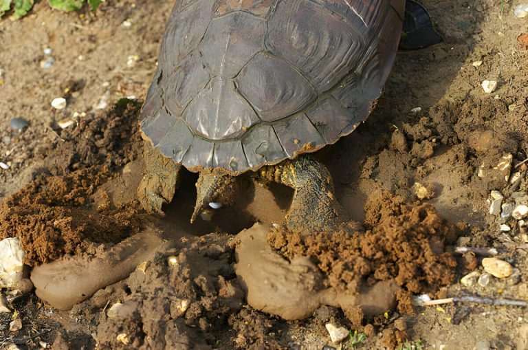 how many eggs do red eared sliders lay