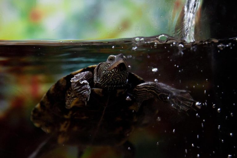 how often to clean turtle tank