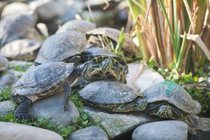 Male Vs Female Red Eared Slider: How To Tell Gender? - Turtle Pet Guide