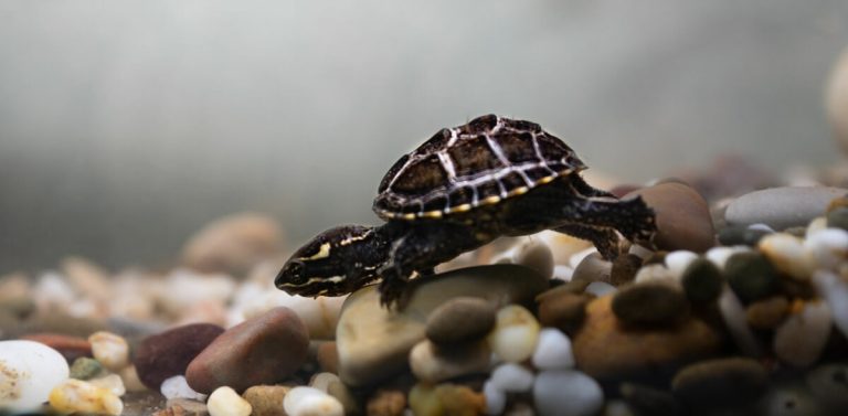 mud turtle vs musk turtle