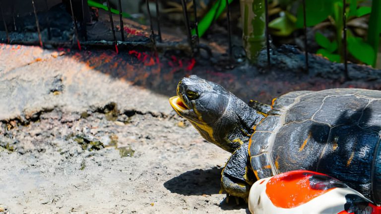 my turtle is making squeaking noises