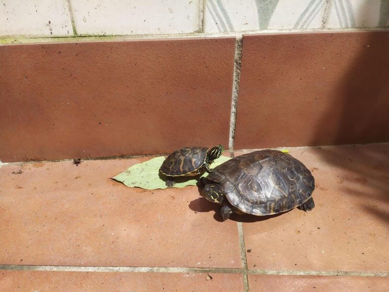 should turtles be kept in pairs