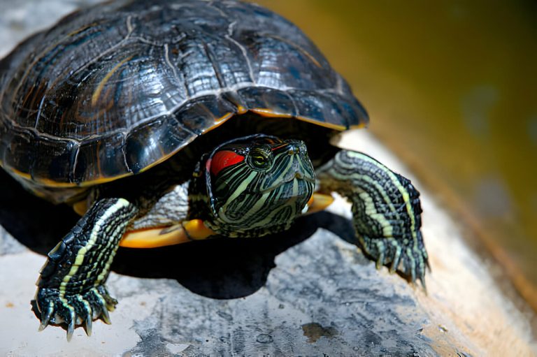 should you trim turtle's nails