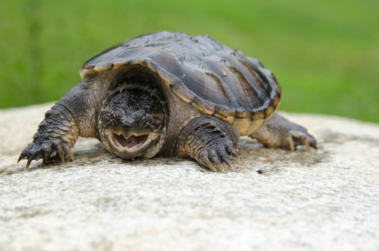 snapping turtle tank mates